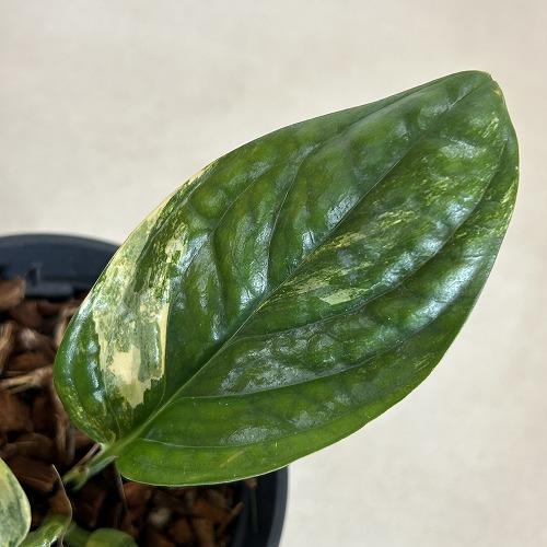 観葉植物 モンステラ カルステニアナム ペルー 4号硬質ポット 個体2