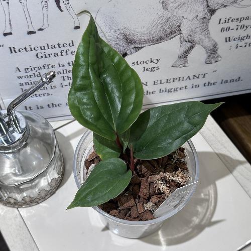 観葉植物 【葉傷みあり】アンスリウム ラディカンス Anthurium 