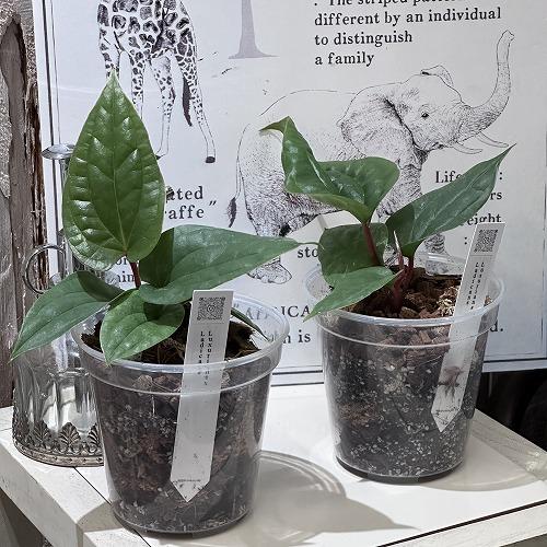 観葉植物 【葉傷みあり】アンスリウム ラディカンス Anthurium