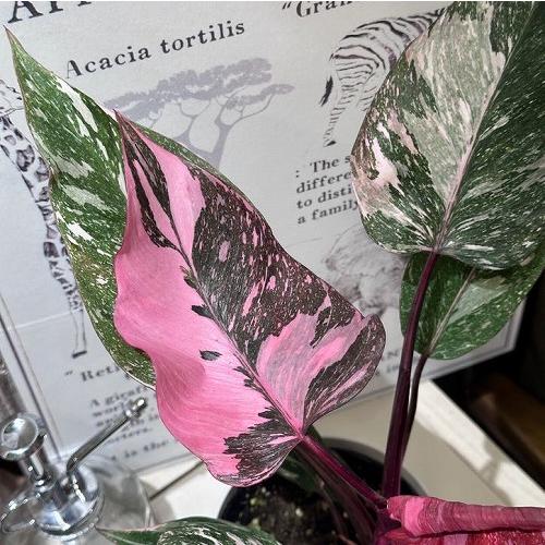 フィロデンドロン マーブルピンクプリンセス 4号白鉢(個体おまかせ1鉢)　観葉植物 インテリアグリーン 室内園芸 オシャレ カワイイ 可愛い |  | 01