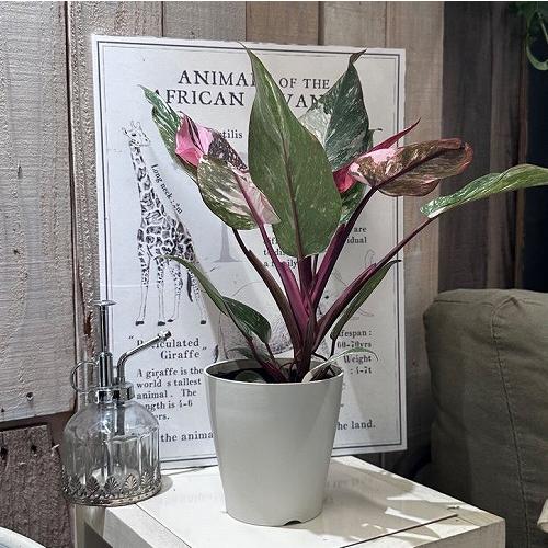 フィロデンドロン マーブルピンクプリンセス 4号白鉢(個体おまかせ1鉢)　観葉植物 インテリアグリーン 室内園芸 オシャレ カワイイ 可愛い |  | 02