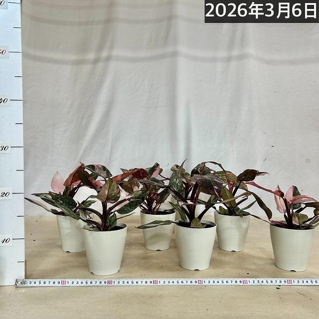 フィロデンドロン マーブルピンクプリンセス 4号白鉢(個体おまかせ1鉢)　観葉植物 インテリアグリーン 室内園芸 オシャレ カワイイ 可愛い |  | 03