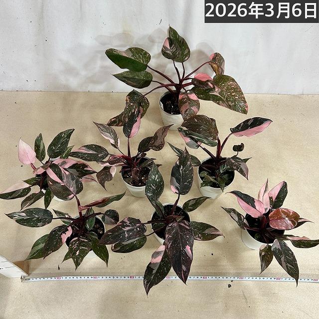 フィロデンドロン マーブルピンクプリンセス 4号白鉢(個体おまかせ1鉢)　観葉植物 インテリアグリーン 室内園芸 オシャレ カワイイ 可愛い |  | 04
