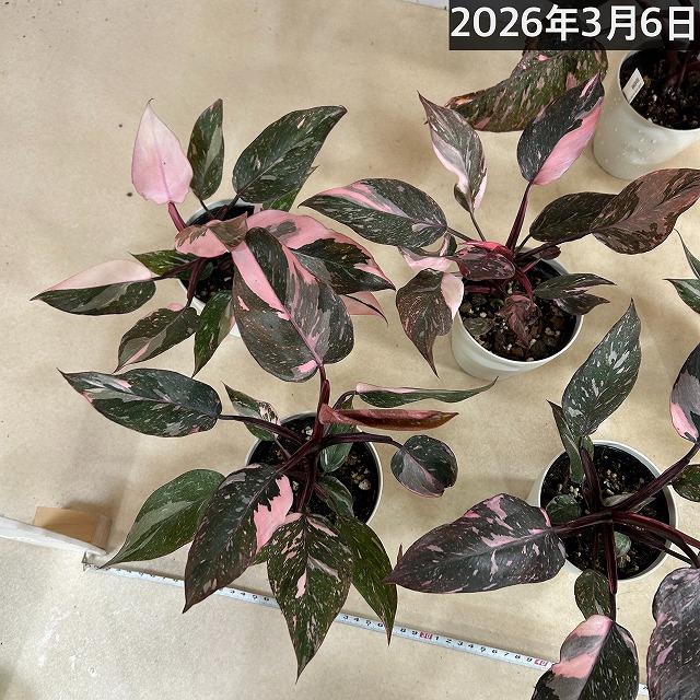 フィロデンドロン マーブルピンクプリンセス 4号白鉢(個体おまかせ1鉢)　観葉植物 インテリアグリーン 室内園芸 オシャレ カワイイ 可愛い |  | 05