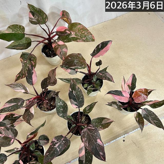 フィロデンドロン マーブルピンクプリンセス 4号白鉢(個体おまかせ1鉢)　観葉植物 インテリアグリーン 室内園芸 オシャレ カワイイ 可愛い |  | 06