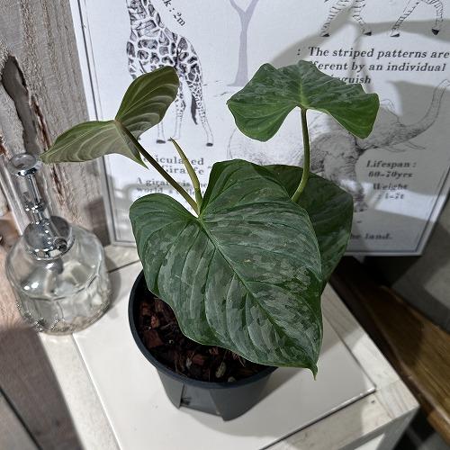 希少！ 観葉植物 フィロデンドロン マジェスティック 4号 インテリア  