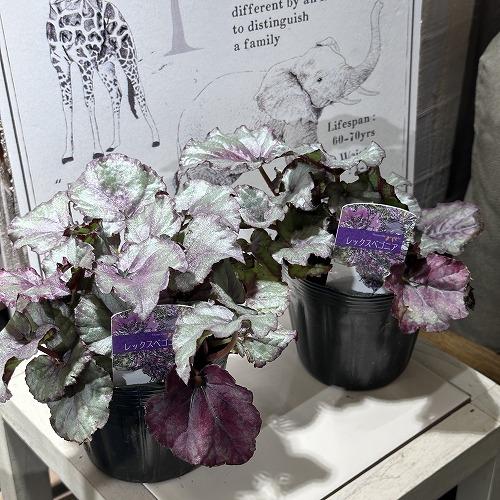 ベゴニア百科 観葉植物 レックスベゴニア G Red 3.5号 インテリアグリーン