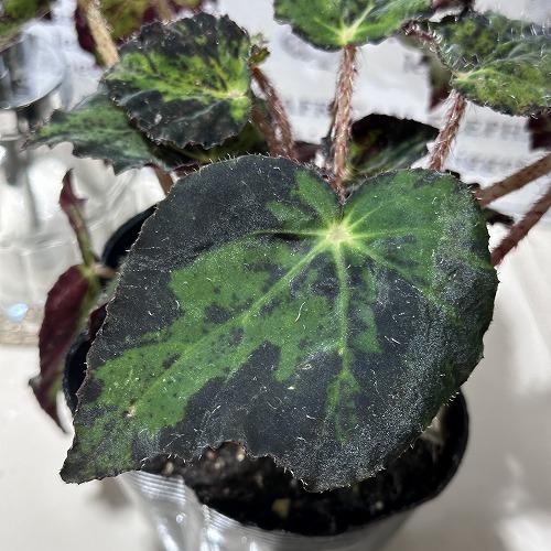 観葉植物 根茎性 ベゴニア ディンティレディ 3.5号 インテリア 観葉植物 根茎性 ベゴニア ディンティレディ 3.5号 インテリア