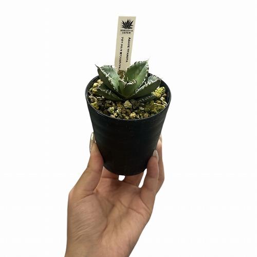 希少! 多肉植物 アガベ チタノタ 南アフリカ ダイヤモンド(SAD 希少! 多肉植物 アガベ チタノタ 南アフリカ ダイヤモンド(SAD