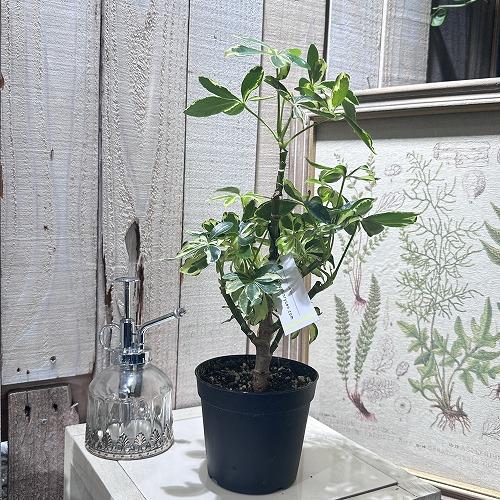 観葉植物 シェフレラ ソフィア(斑入り) 3.5号(おまかせ1鉢) インテリア