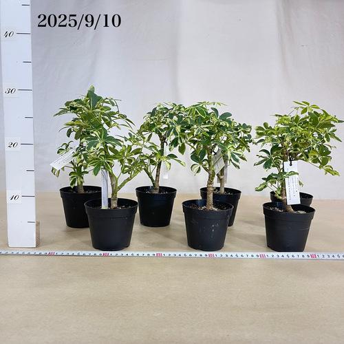 観葉植物 シェフレラ ソフィア(斑入り) 3.5号(おまかせ1鉢) インテリア