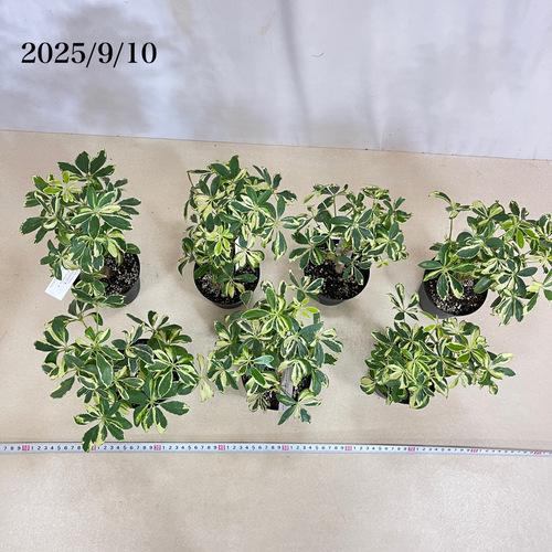 観葉植物 シェフレラ ソフィア(斑入り) 3.5号(おまかせ1鉢) インテリア