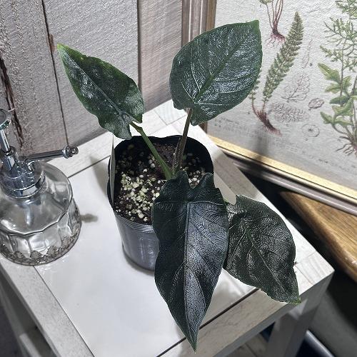 アロカシア アントロベルベット 3号ロングポット(個体おまかせ1