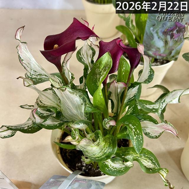 【訳あり】カラー フローズンクィーン※斑少なめ 5号鉢　観葉植物 インテリアグリーン 室内園芸 オシャレ カワイイ 可愛い |  | 11