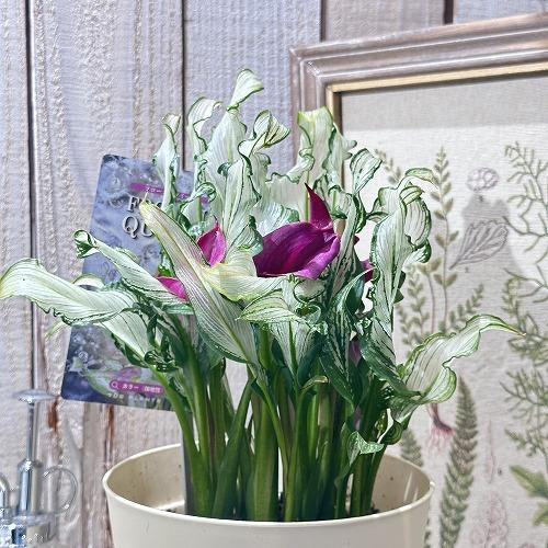 【訳あり】カラー フローズンクィーン※斑少なめ 5号鉢　観葉植物 インテリアグリーン 室内園芸 オシャレ カワイイ 可愛い |  | 01