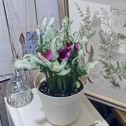 【訳あり】カラー フローズンクィーン※斑少なめ 5号鉢　観葉植物 インテリアグリーン 室内園芸 オシャレ カワイイ 可愛い |  | 03