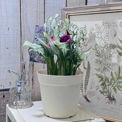 【訳あり】カラー フローズンクィーン※斑少なめ 5号鉢　観葉植物 インテリアグリーン 室内園芸 オシャレ カワイイ 可愛い |  | 02