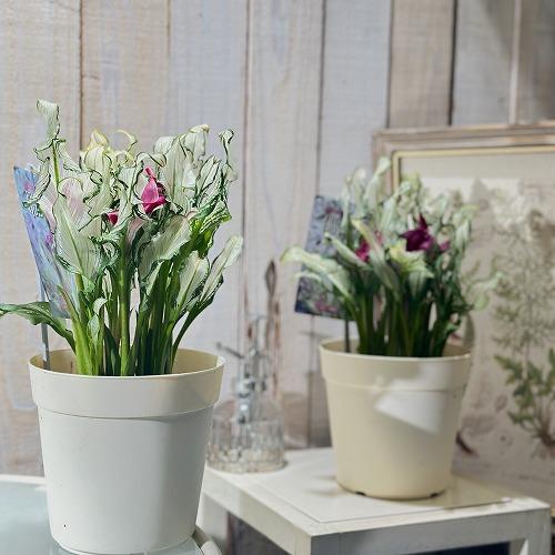 【訳あり】カラー フローズンクィーン※斑少なめ 5号鉢　観葉植物 インテリアグリーン 室内園芸 オシャレ カワイイ 可愛い |  | 04