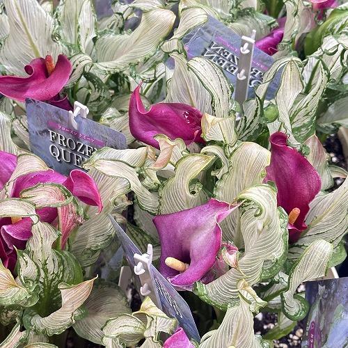 【訳あり】カラー フローズンクィーン※斑少なめ 5号鉢　観葉植物 インテリアグリーン 室内園芸 オシャレ カワイイ 可愛い |  | 05