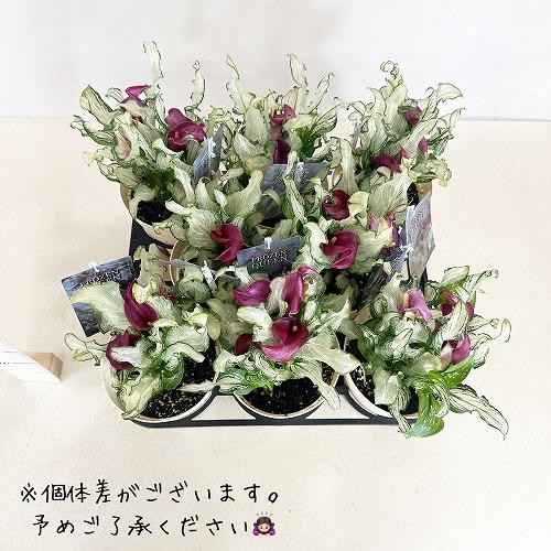 【訳あり】カラー フローズンクィーン※斑少なめ 5号鉢　観葉植物 インテリアグリーン 室内園芸 オシャレ カワイイ 可愛い |  | 06