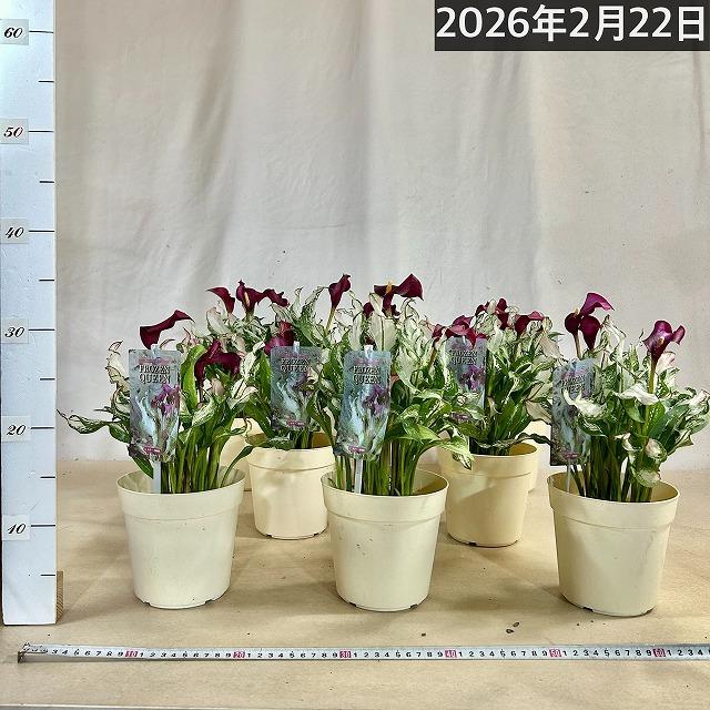 【訳あり】カラー フローズンクィーン※斑少なめ 5号鉢　観葉植物 インテリアグリーン 室内園芸 オシャレ カワイイ 可愛い |  | 07