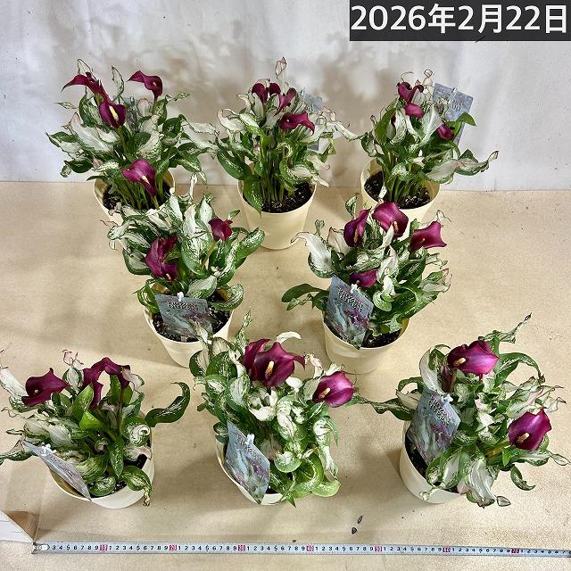 【訳あり】カラー フローズンクィーン※斑少なめ 5号鉢　観葉植物 インテリアグリーン 室内園芸 オシャレ カワイイ 可愛い |  | 08