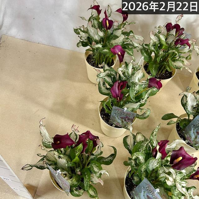 【訳あり】カラー フローズンクィーン※斑少なめ 5号鉢　観葉植物 インテリアグリーン 室内園芸 オシャレ カワイイ 可愛い |  | 09