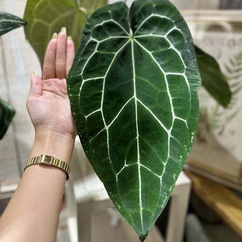 観葉植物 アンスリウム サウスアメリカ クリスタリヌム(クリスタリナム 