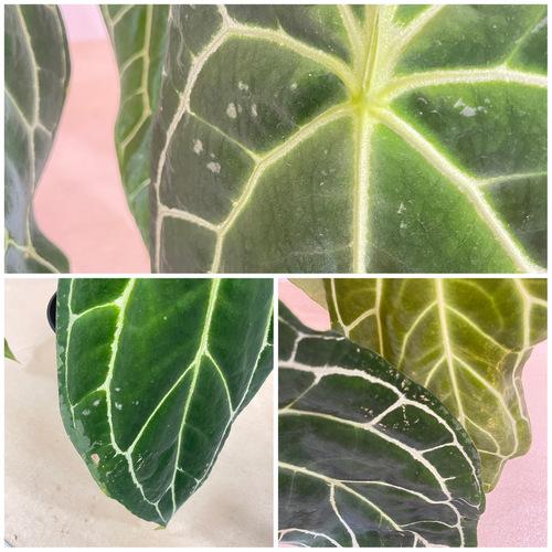 葉傷みあり】アンスリウム サウスアメリカ 5号スリット鉢(個体