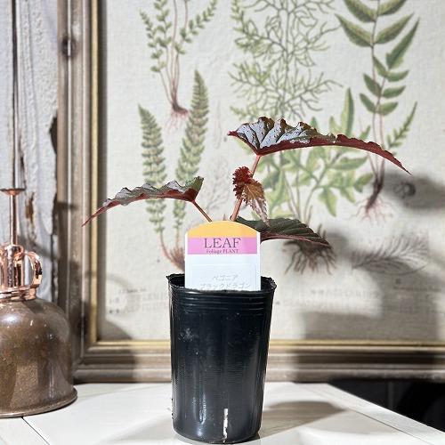 訳あり特価】ベゴニア ブラックドラゴン 2.5号 観葉植物 インテリア