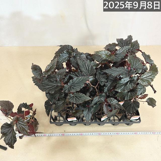 訳あり特価】ベゴニア ブラックドラゴン 2.5号 観葉植物