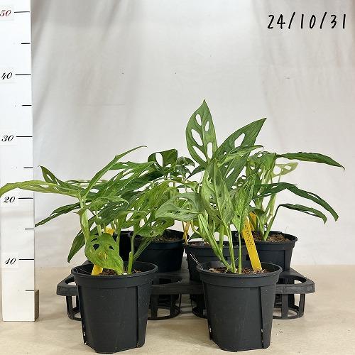 観葉植物 モンステラ アダンソニー 斑入り ミント 4号 インテリア