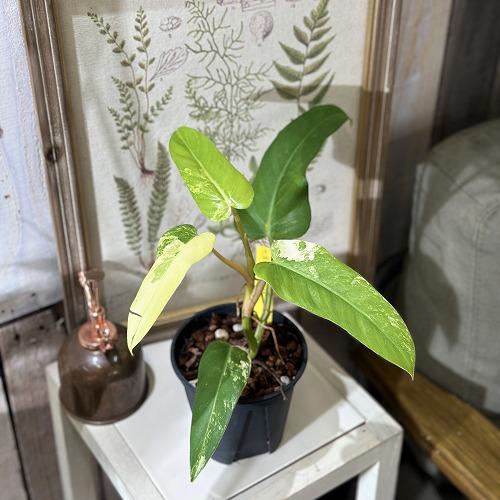 観葉植物 フィロデンドロン ドメスティカム バリエガータ(斑入り) 4号