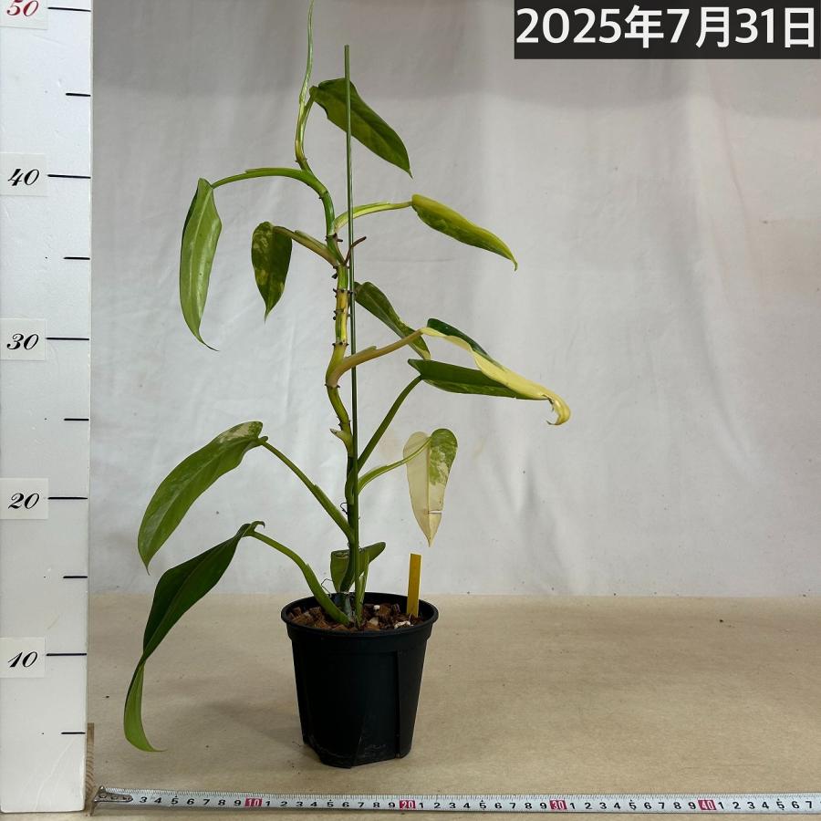 観葉植物 フィロデンドロン ドメスティカム バリエガータ(斑入り) 4号
