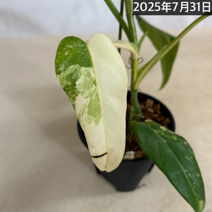 観葉植物 フィロデンドロン ドメスティカム バリエガータ(斑入り) 4号