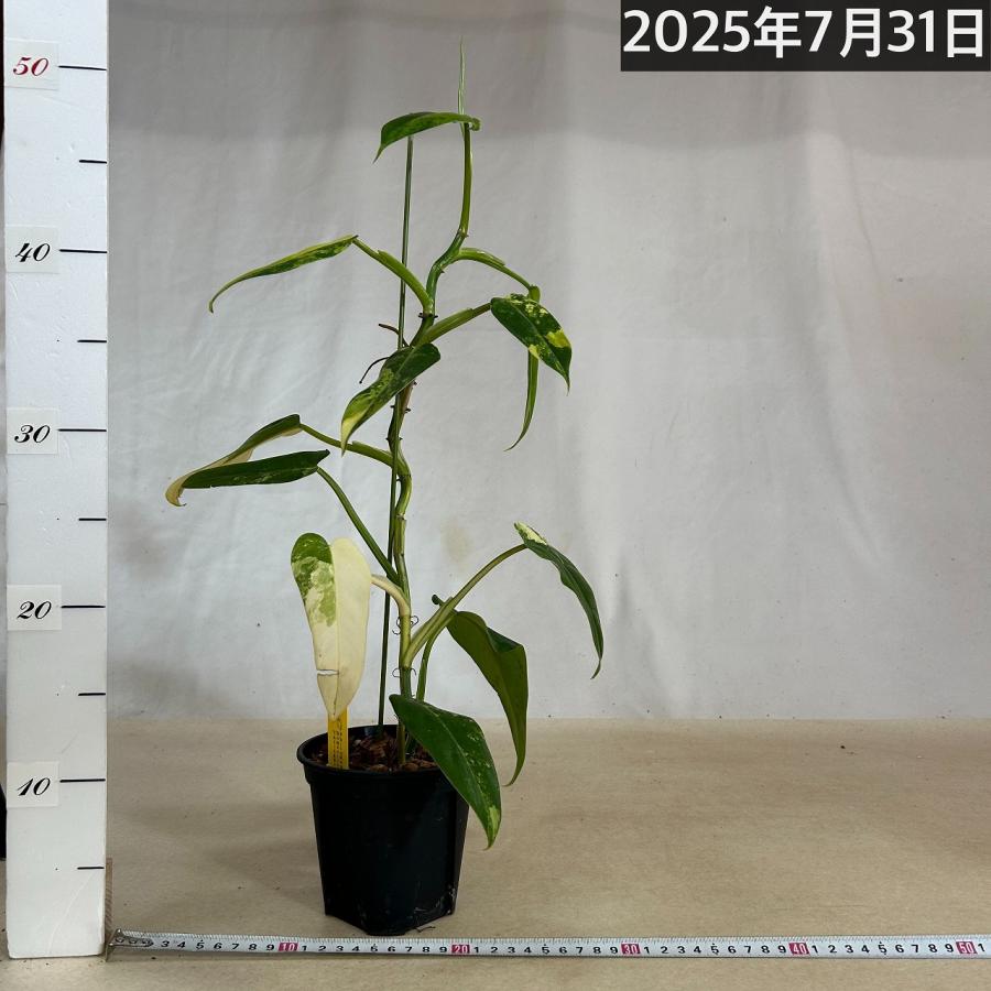 観葉植物 フィロデンドロン ドメスティカム バリエガータ(斑入り) 4号