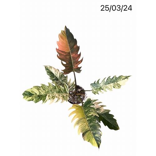 現品　フィロデンドロン　キャラメルマーブル　54番　観葉植物　レア　インテリア 観葉植物 フィロデンドロン キャラメルマーブル 5号 インテリア