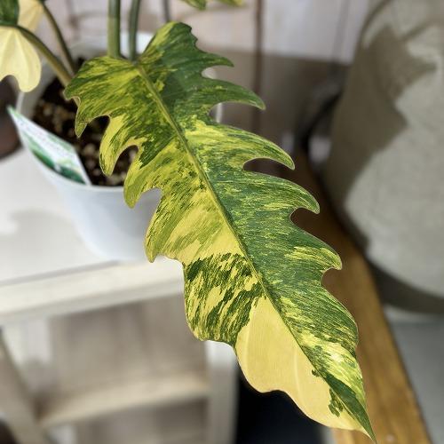 観葉植物 フィロデンドロン キャラメルマーブル 5号 インテリア