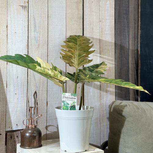 観葉植物 フィロデンドロン キャラメルマーブル 5号 インテリア