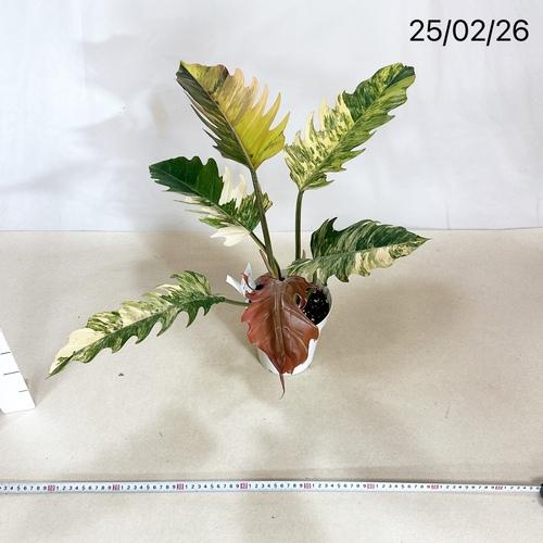 現品　フィロデンドロン　キャラメルマーブル　53番　観葉植物　希少　インテリア 観葉植物 フィロデンドロン キャラメルマーブル 5号 インテリア