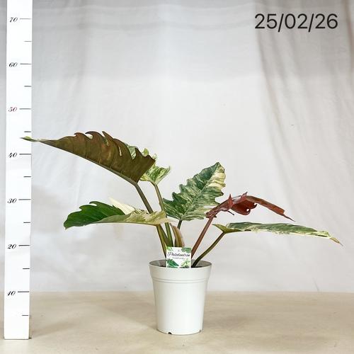 観葉植物 フィロデンドロン キャラメルマーブル 5号 インテリア