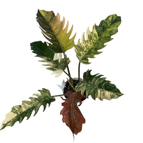 現品　フィロデンドロン　キャラメルマーブル　53番　観葉植物　希少　インテリア 観葉植物 フィロデンドロン キャラメルマーブル 5号 インテリア
