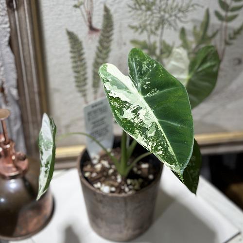 アロカシア コラゾン 斑入り