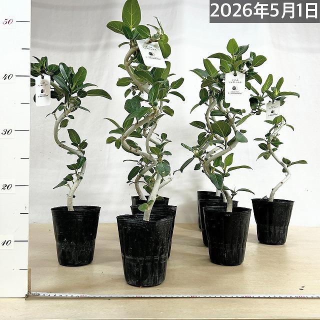 フィカス ベンガレンシス 螺旋曲がり仕立て 4号ポット(おまかせ1鉢)　観葉植物 インテリアグリーン 室内園芸 オシャレ カワイイ 可愛い |  | 03