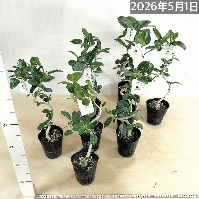 フィカス ベンガレンシス 螺旋曲がり仕立て 4号ポット(おまかせ1鉢)　観葉植物 インテリアグリーン 室内園芸 オシャレ カワイイ 可愛い |  | 04
