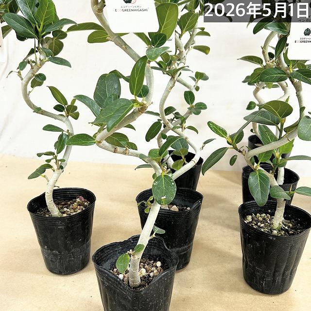 フィカス ベンガレンシス 螺旋曲がり仕立て 4号ポット(おまかせ1鉢)　観葉植物 インテリアグリーン 室内園芸 オシャレ カワイイ 可愛い |  | 05