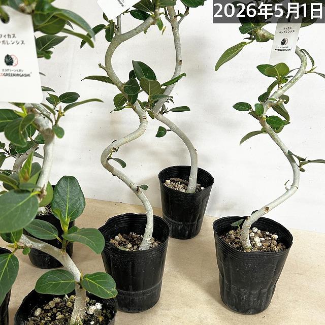 フィカス ベンガレンシス 螺旋曲がり仕立て 4号ポット(おまかせ1鉢)　観葉植物 インテリアグリーン 室内園芸 オシャレ カワイイ 可愛い |  | 06