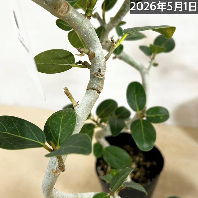 フィカス ベンガレンシス 螺旋曲がり仕立て 4号ポット(おまかせ1鉢)　観葉植物 インテリアグリーン 室内園芸 オシャレ カワイイ 可愛い |  | 07