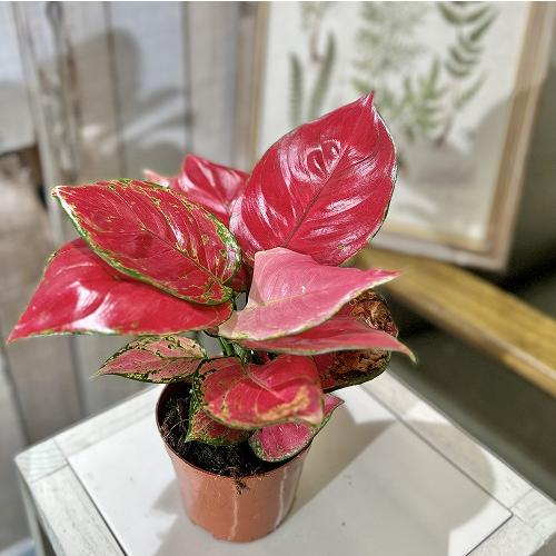 アグラオネマ ビューティー 赤み強め 3.5号硬質ポット　観葉植物 インテリアグリーン 室内園芸 オシャレ カワイイ 可愛い | 