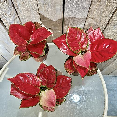 アグラオネマ ビューティー 赤み強め 3.5号硬質ポット　観葉植物 インテリアグリーン 室内園芸 オシャレ カワイイ 可愛い |  | 02